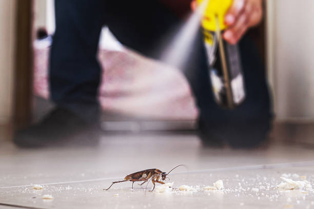 Best Spider Control Near Me  in Town N Country, FL