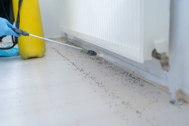 Best Pest Control Near Me in Town N Country, FL